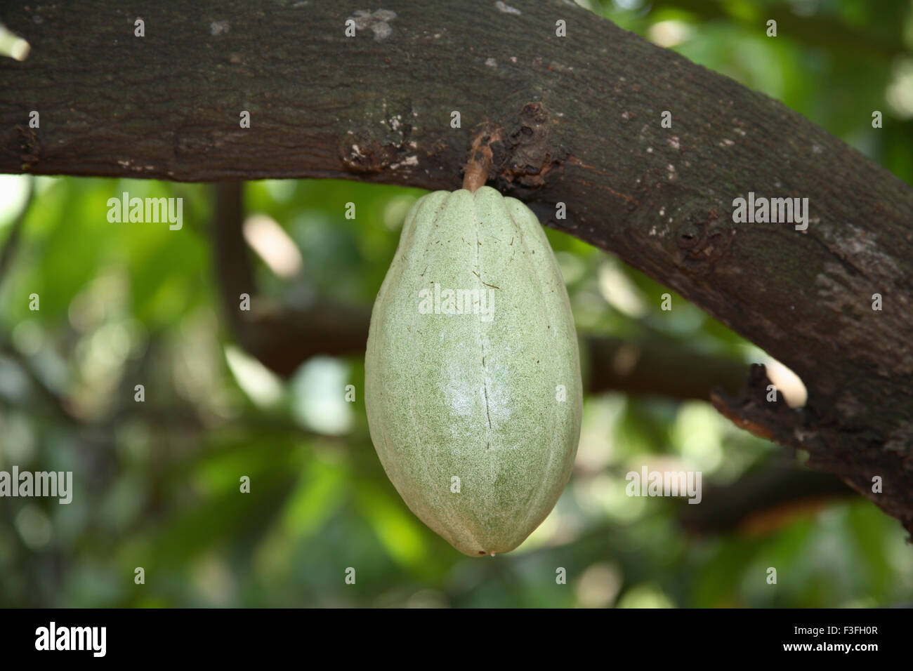 Theobroma cacao, Cacao plant, cacao tree, cacao fruit, Kerala, India