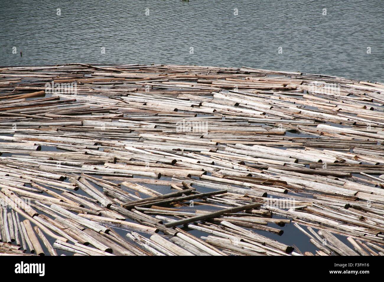 Wood logs floating on water kept for seasoning near echo point at lake Munnar; Kerala ; India Stock Photo