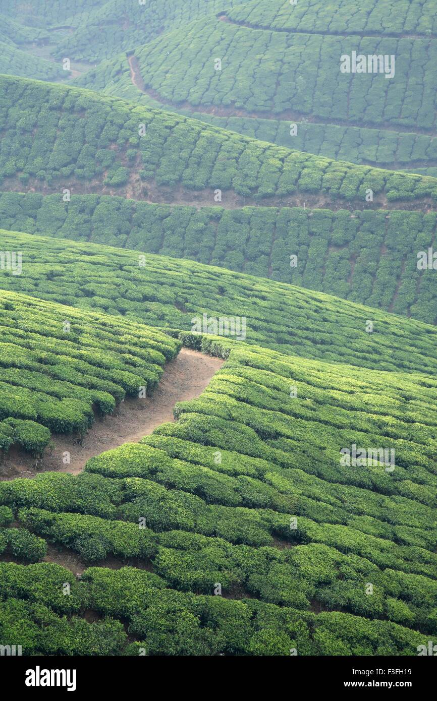 Tea plants Latin name Camellia sinensis fresh foliage and tender leaves ; Tea gardens at Munnar ; Kerala ; India Stock Photo