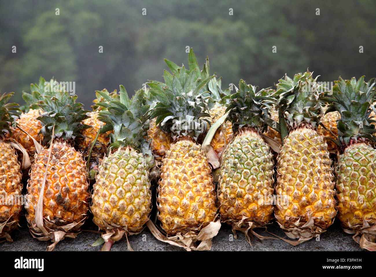 Botanical Pineapple Stock Photos & Botanical Pineapple ... Botanical Pineapple Stock Photos & Botanical Pineapple ...