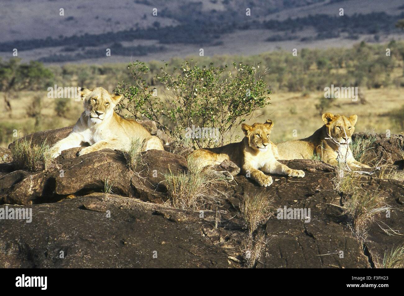Lioness and cubs sitting on rock Panthera leo Stock Photo - Alamy