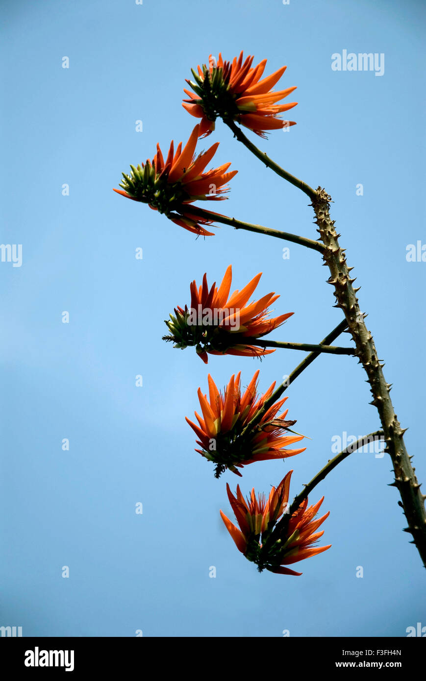 Indian coral tree pangara ; Latin name Erythrina indica Stock Photo