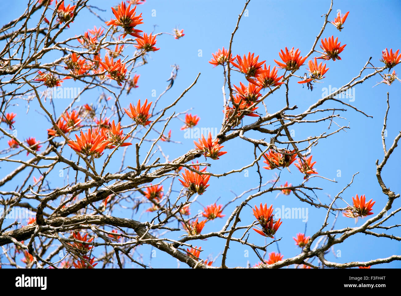 Indian coral tree pangara ; Latin name Erythrina indica Stock Photo