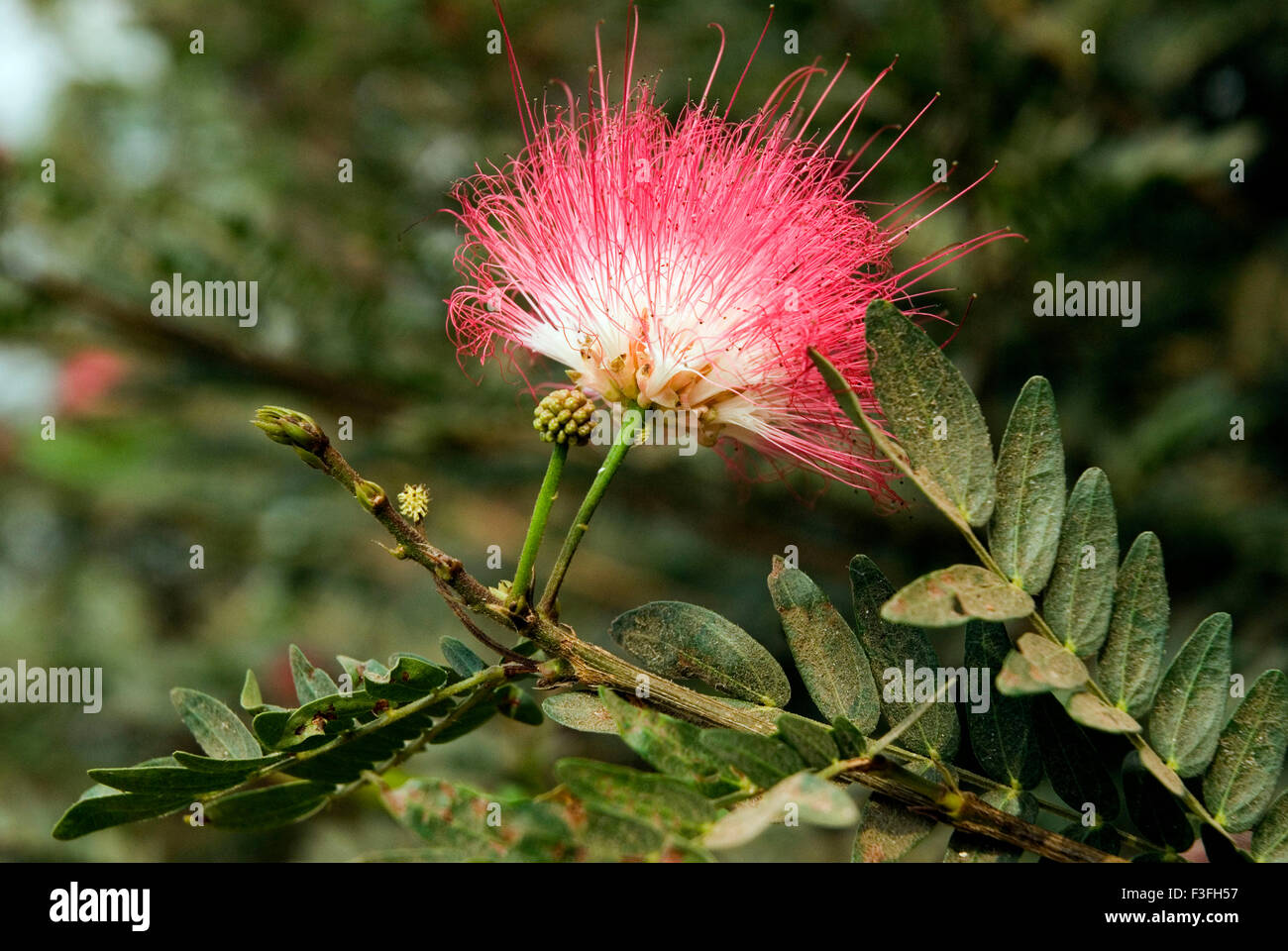 Common name Surinam Powderpuff ; Suriname Powderpuff ; Pink Powder Puff