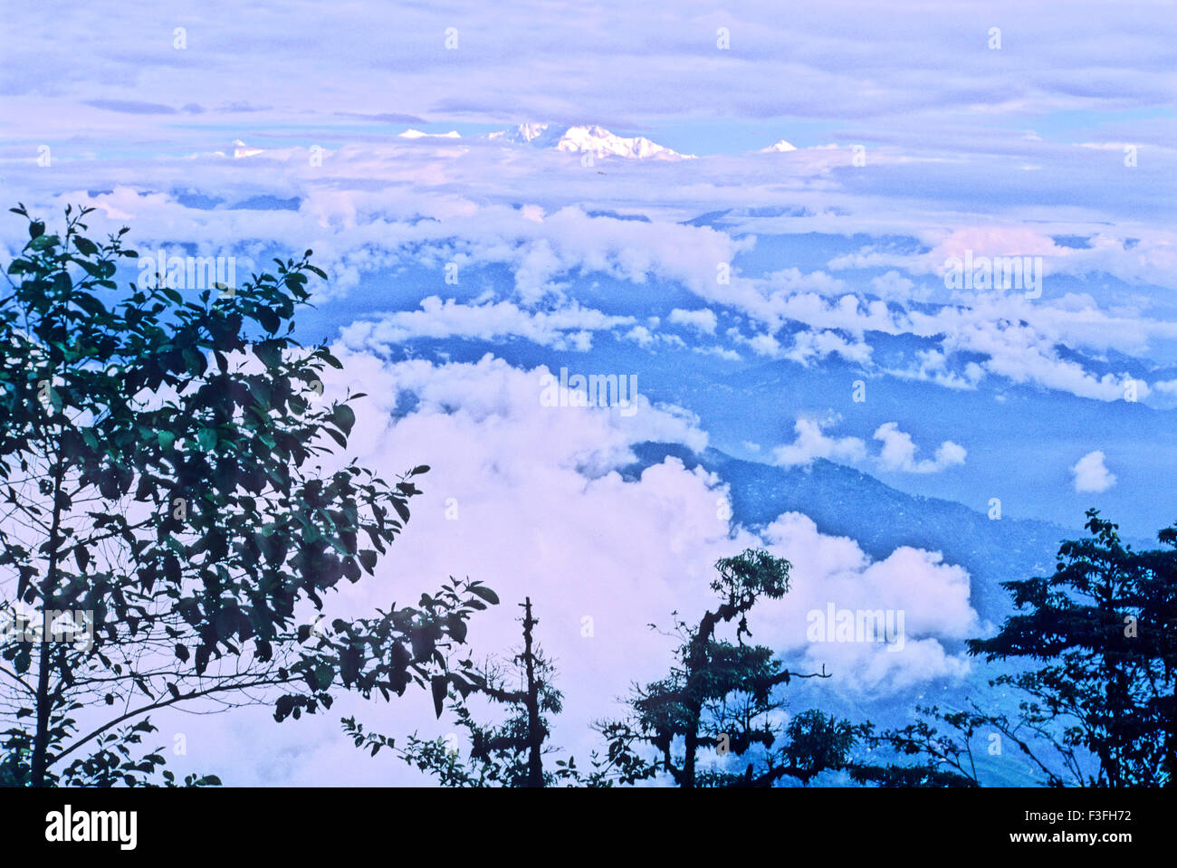 The Panoramic view of Snow peaks ; white clouds and green Pines Khanchangdzonga at Darjeeling West Bengal ; India Stock Photo