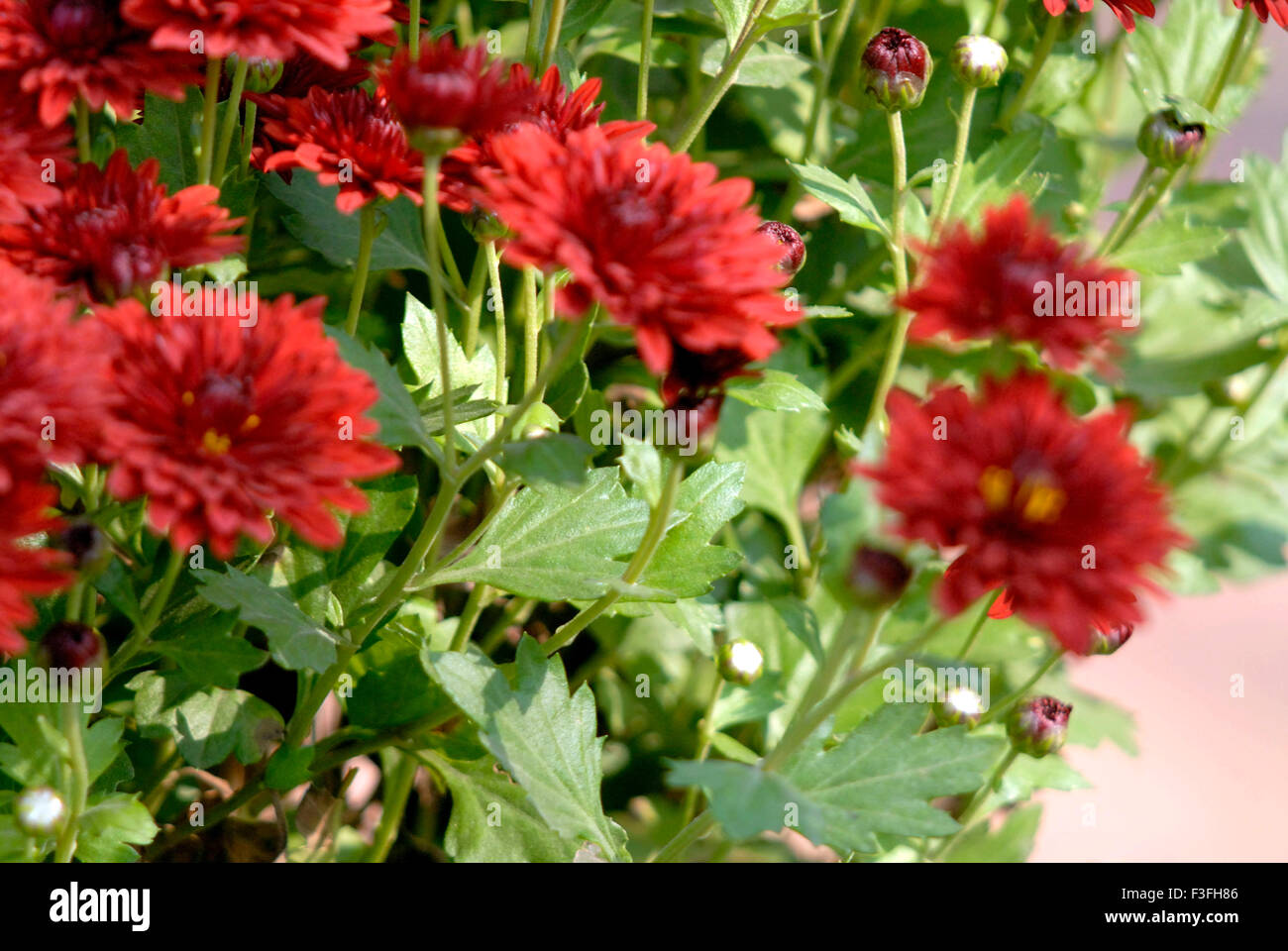 Chrysanthemum ruby mound hires stock photography and images Alamy