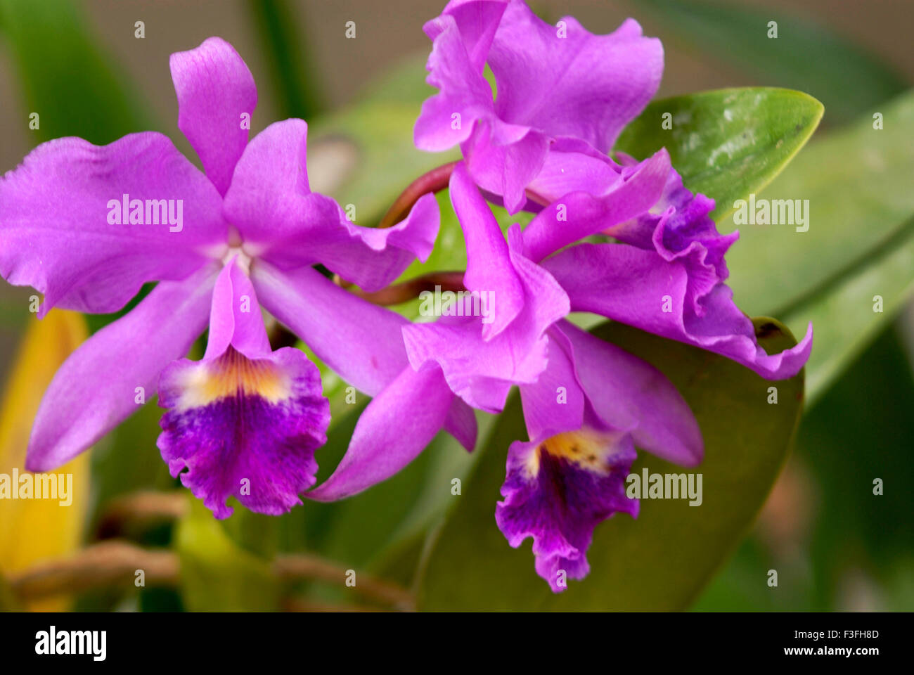 Specimen Himalayan Windowsill or flower orchid Plione Praecox Stock Photo