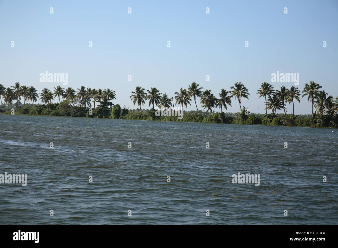 Backwaters from Kottayam to Alleppey ; Coconut trees in line ; Alappuzha ; Kerala ; India. Stock Photo