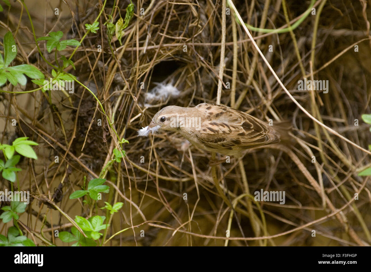 House Sparrow small bird in nest Stock Photo