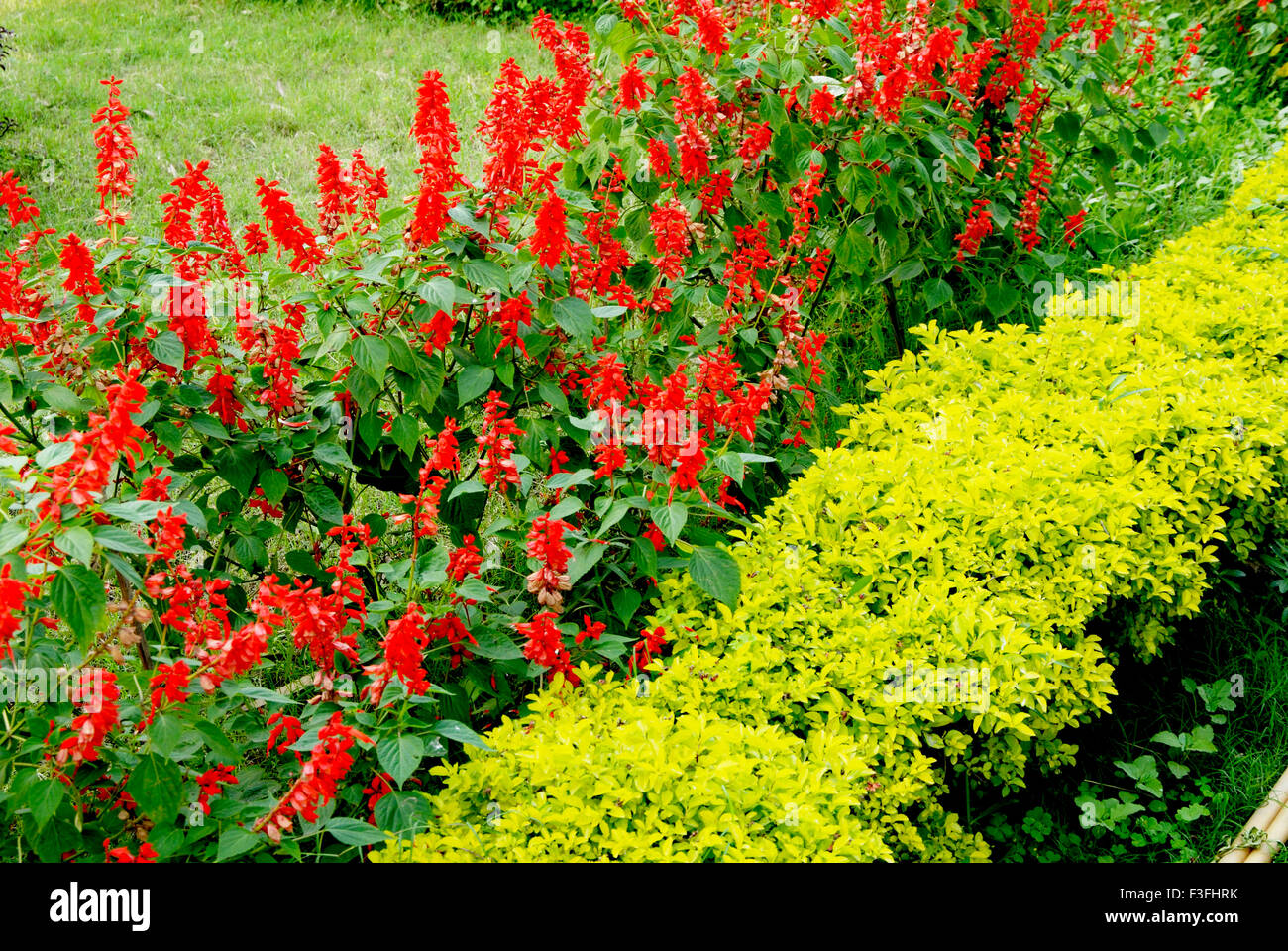 Garden flowers ; flower show ; Calcutta ; Kolkata ; West Bengal ; India