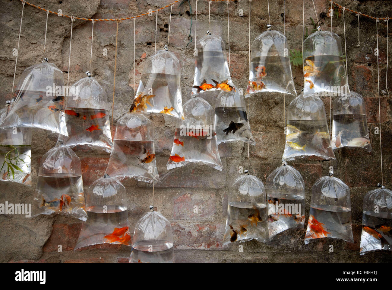 Fish ; Various species of fishes kept for sale in plastic bag ; India Stock Photo