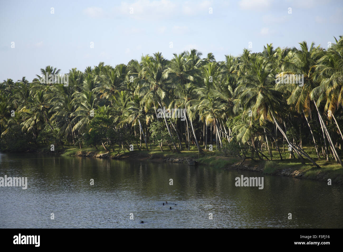 Coconut trees, backwaters, Kerala, India, Asia Stock Photo