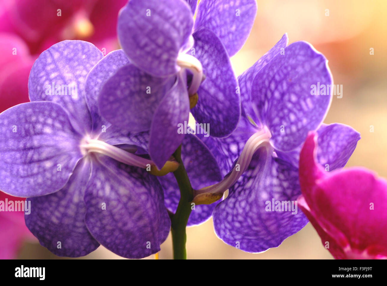 Vanda orchid flower ; violet flower ; flower show ; Calcutta ; Kolkata ; West Bengal ; India ; Asia Stock Photo