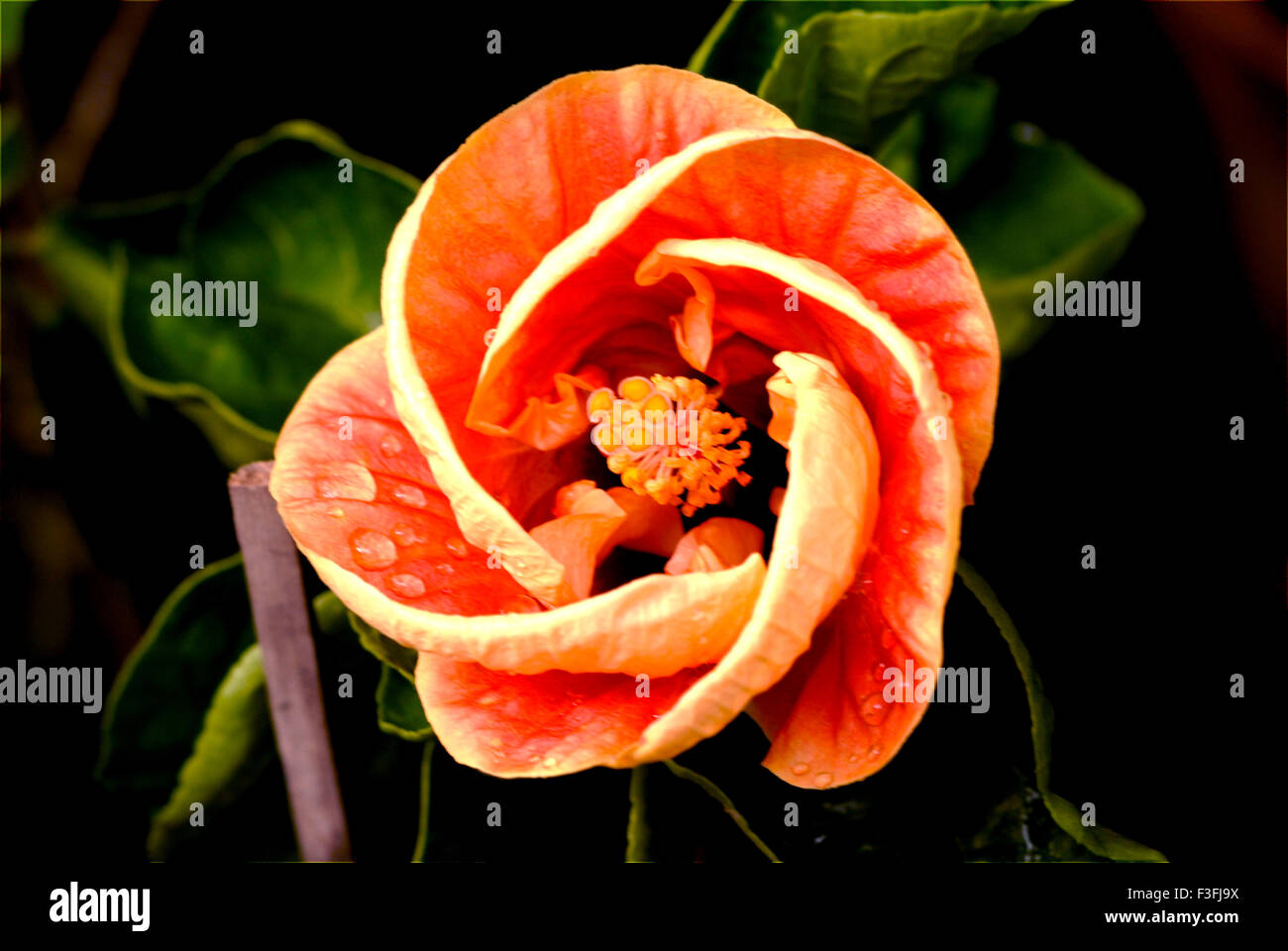 Lady Stanley hibiscus flower ; flower show ; Calcutta ; Kolkata ; West Bengal ; India ; Asia Stock Photo