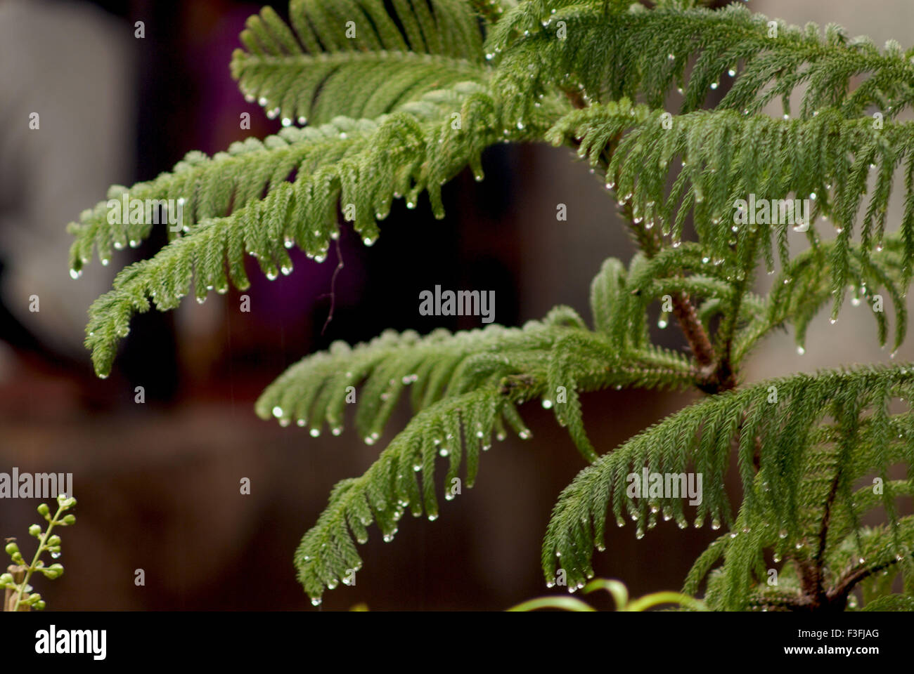 Sudden cloud burst on pine leaves forming water droplets like diamonds Stock Photo