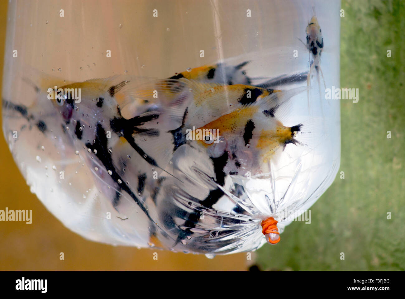 Angel Fish ; Angelfish ; in plastic pouch Stock Photo