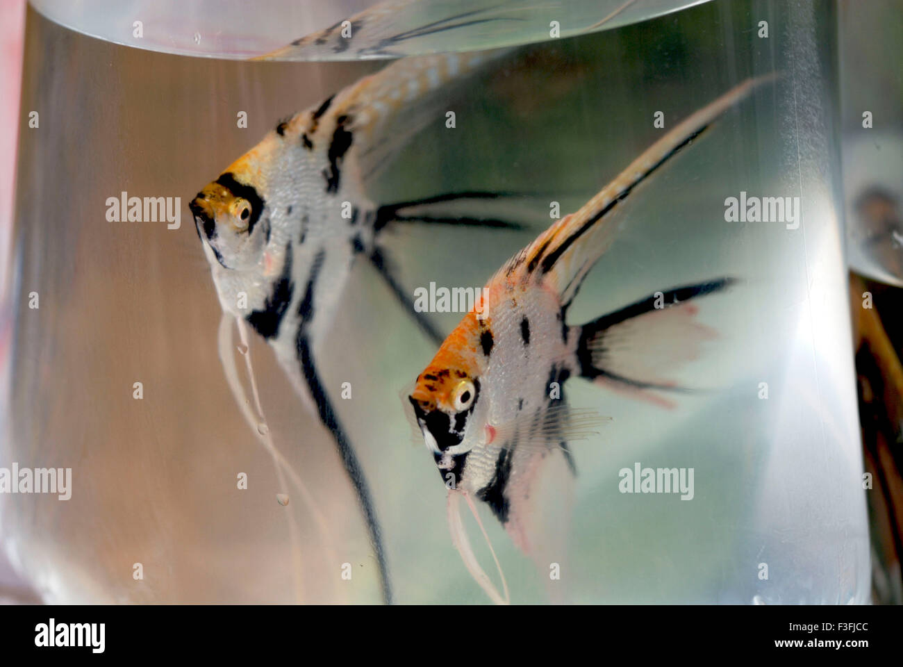 Family Chichlidae ; Species Petrophyllum scalare ; Common name Gold Pearl Angel Fish Stock Photo