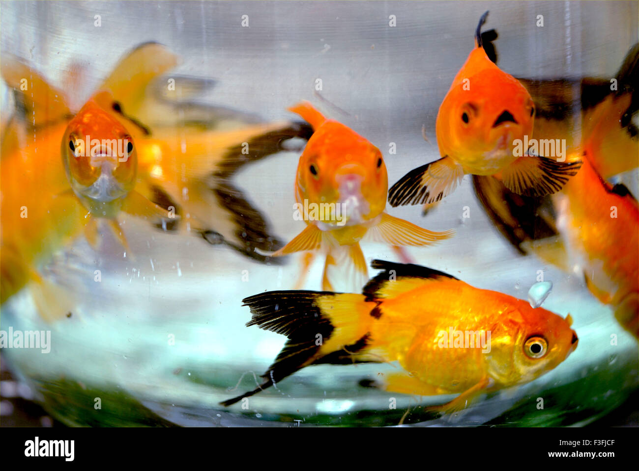 Specimen Golden fish in shoals Stock Photo