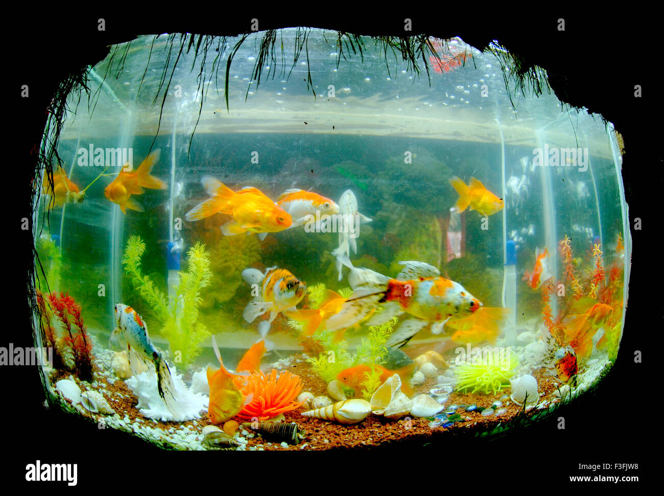 Goldfish ; Koi fish ; nishikigoi fish ; Amur carp breed ; Stock Photo
