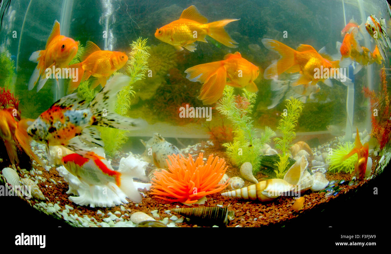 Japanese goldfish ; Red Ryukin goldfish Stock Photo