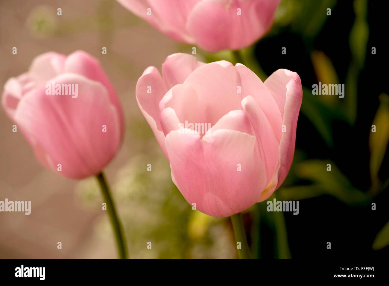 Tulipa flower ; Tulipa gesneriana ; tulip flower ; pink flower ; flower show ; Calcutta ; Kolkata ; West Bengal ; India ; Asia Stock Photo