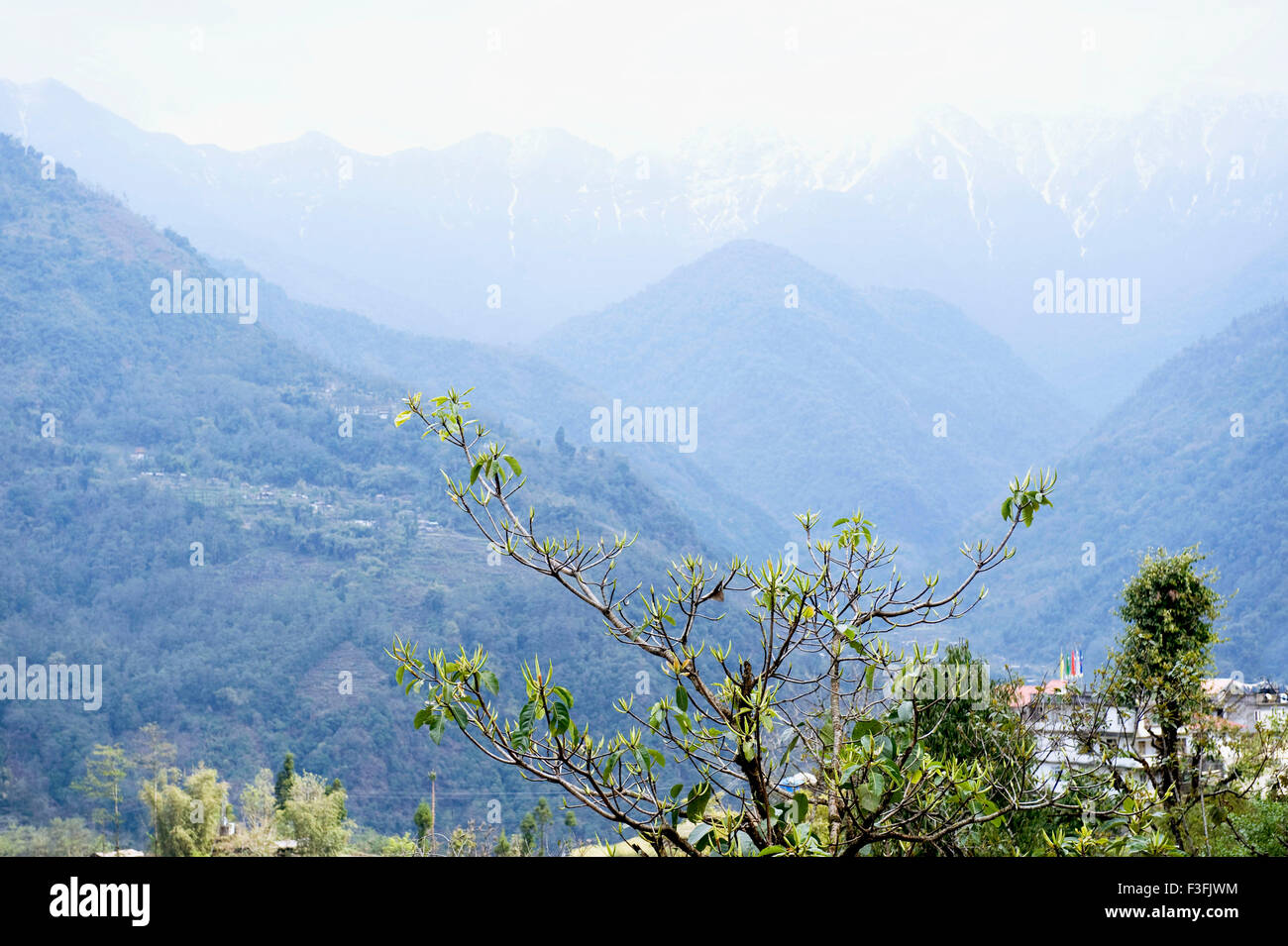 Landscape at Gangtok with tall green tree and snow peaks of Lessed Himalayas ; Sikkim ; India Stock Photo