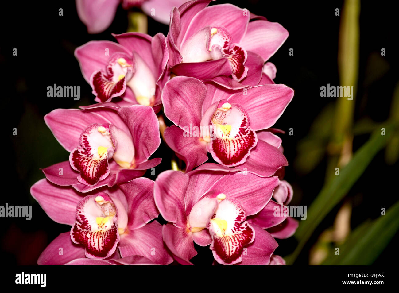 Species Dendrobium kingianum ; Orchid flower ; India Stock Photo