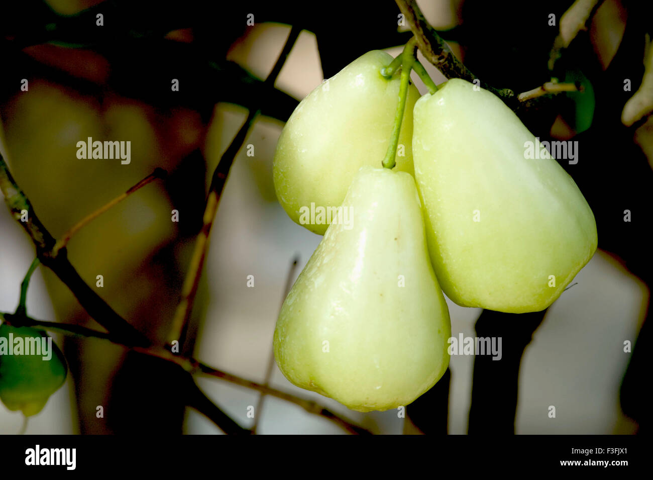 Jamrul tree ; wax apple ; water apple ; Howrah ; Calcutta ; Kolkata ; West Bengal ; India ; Asia Stock Photo