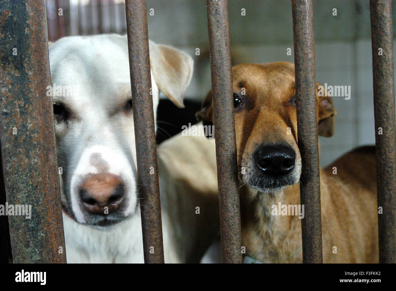 Welfare of Stray dogs ; Bombay based NGO takes care of stray dogs in the city at Mahalaxmi ; Bombay Mumbai , Maharashtra , India Stock Photo