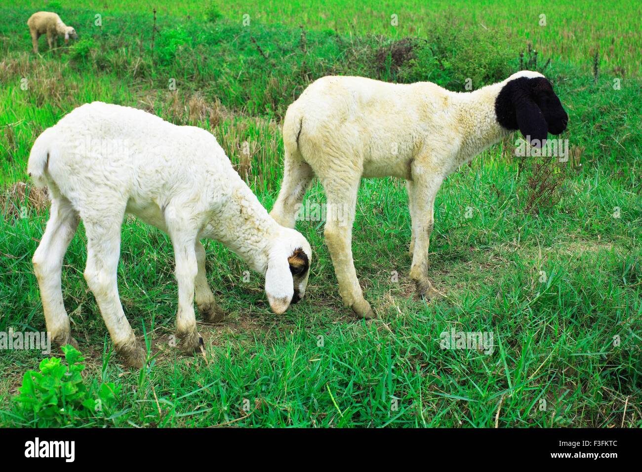 Sheep grazing ; Kerala ; India ; Asia Stock Photo