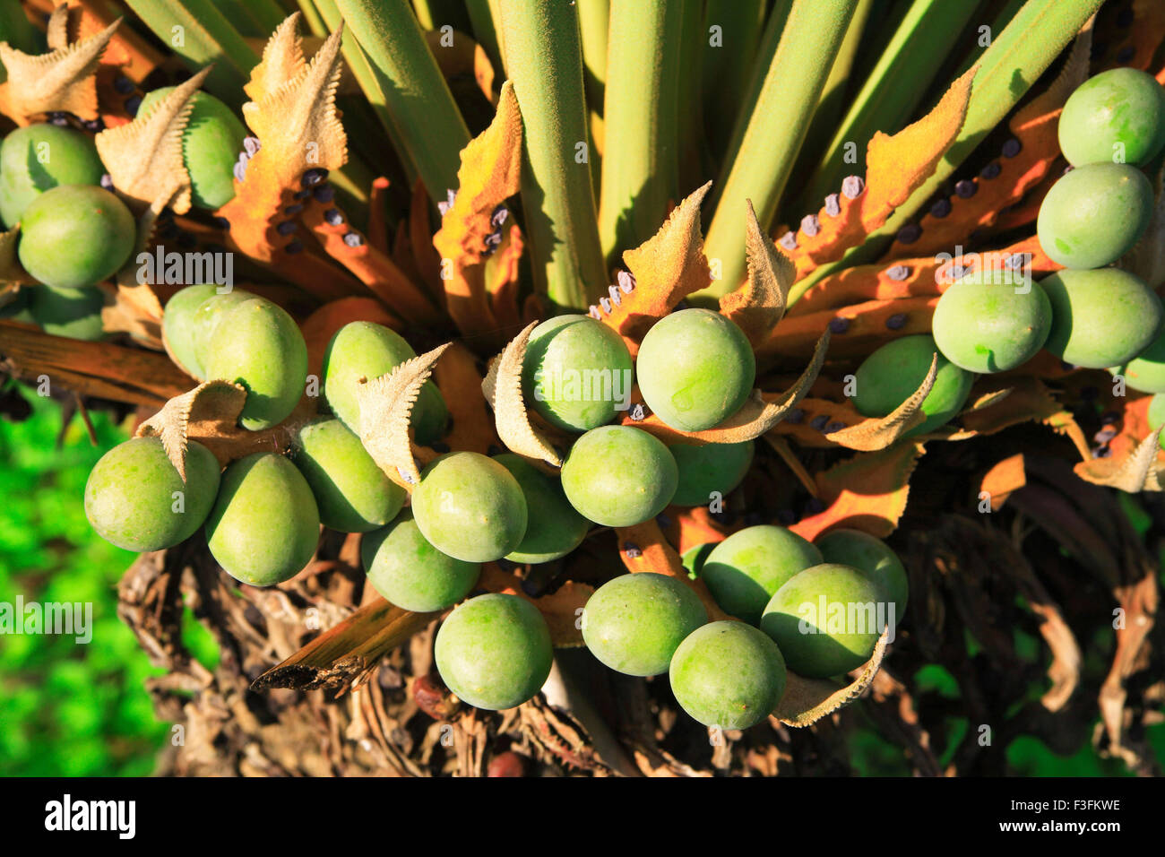Sagopalm fruit cycas revoluta ; Palakkad ; Kerala ; India Stock Photo