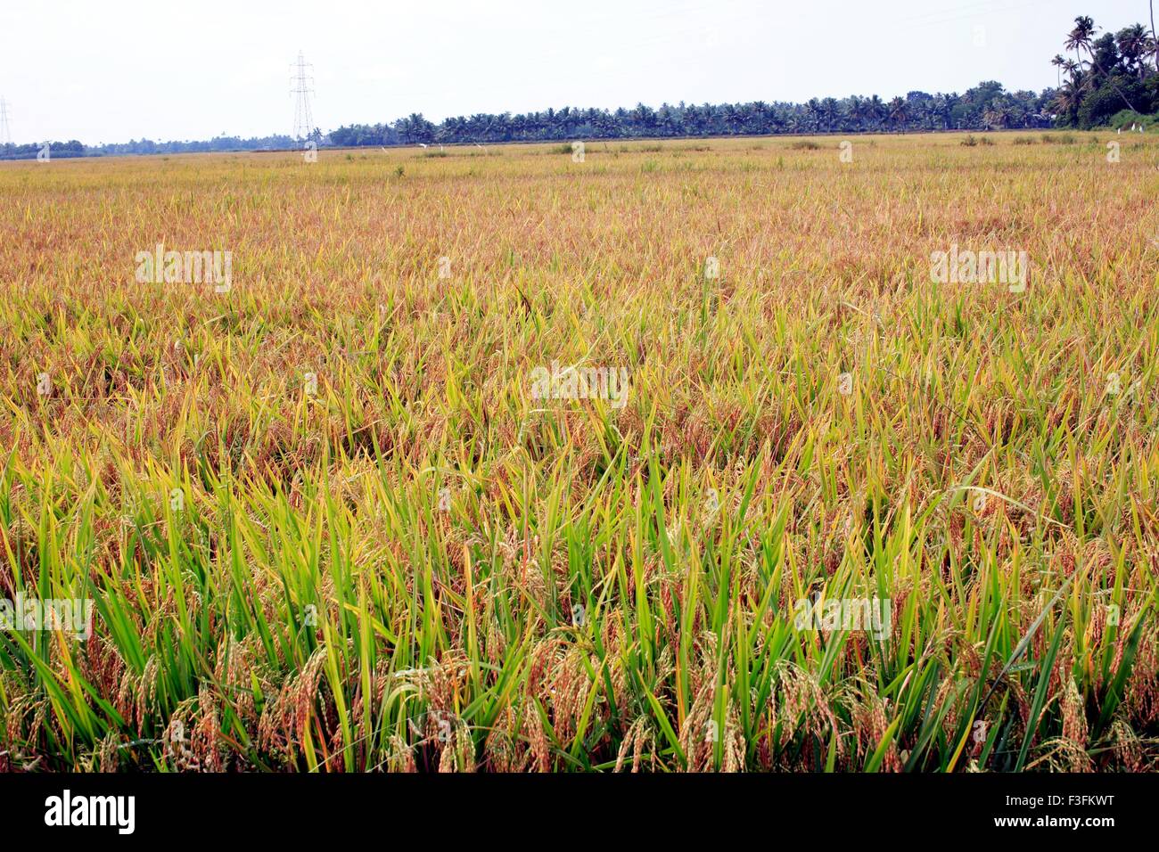 Kerala Rice Field High Resolution Stock Photography and Images - Alamy