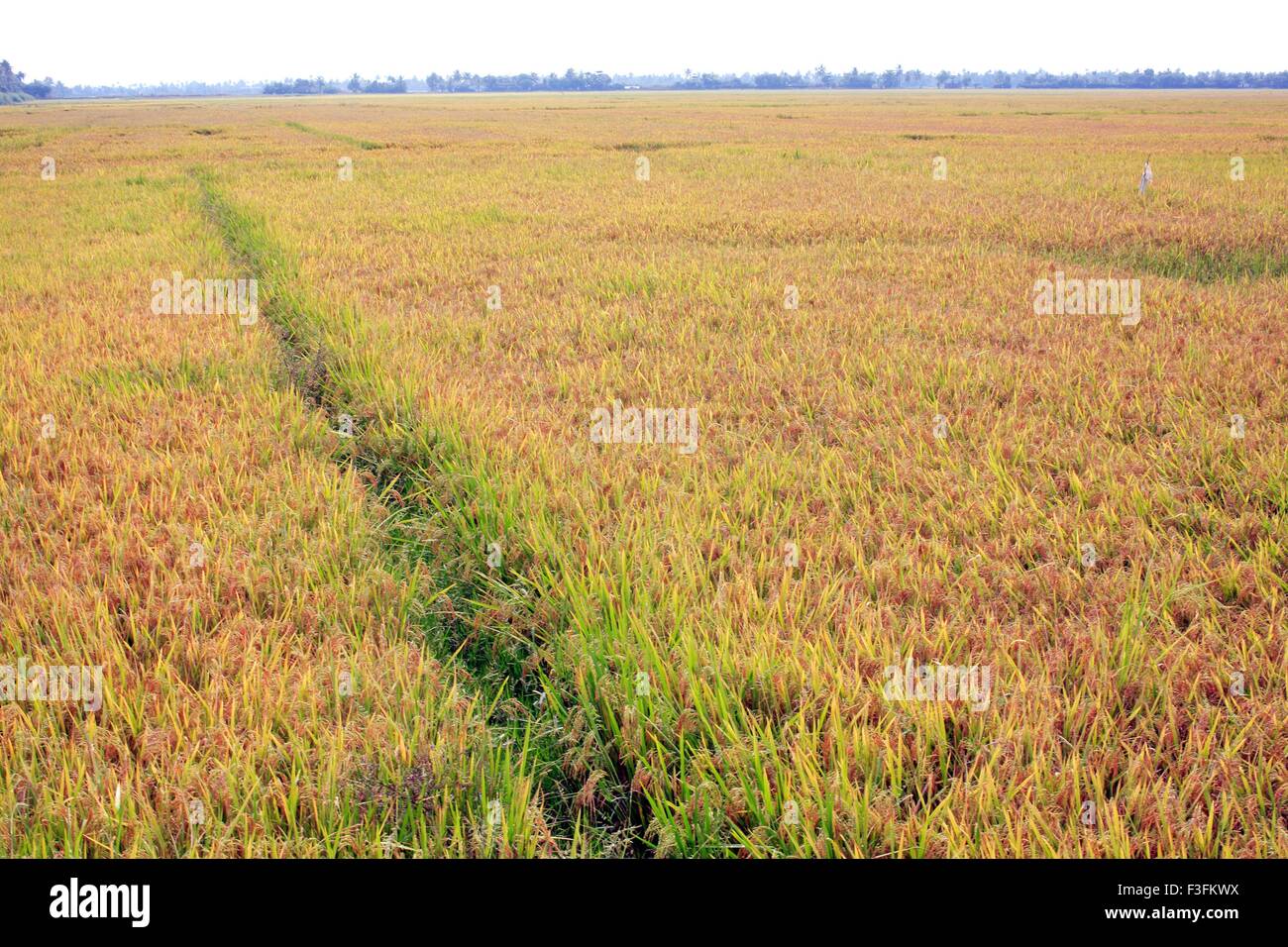 Rice field ; Kuttanadu ; Alappuzha ; Kerala ; India Stock Photo