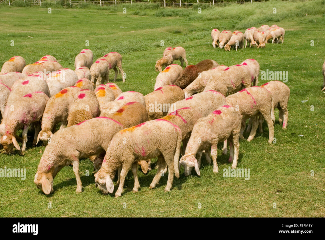 sheep herd grazing ; Howrah ; Calcutta ; Kolkata ; West Bengal ; India ...