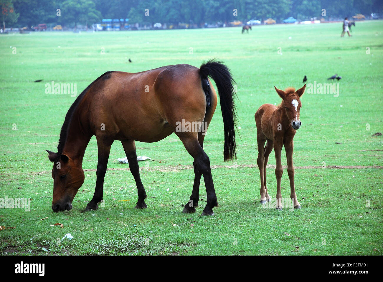 Horse and calf grazing Stock Photo
