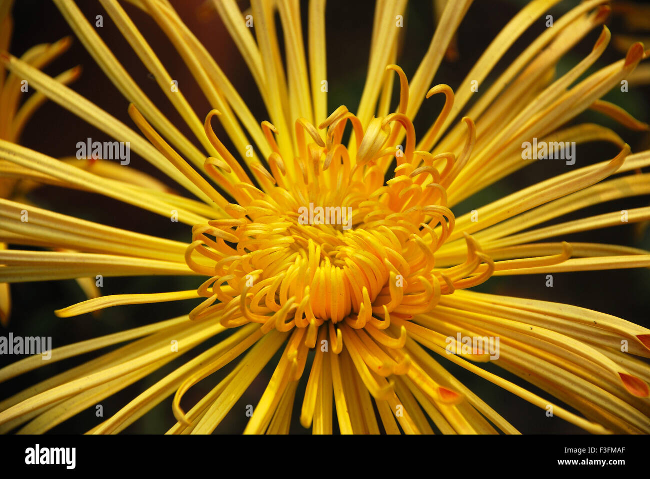 Exotic flowers ; flower show ; Calcutta ; Kolkata ; West Bengal ; India