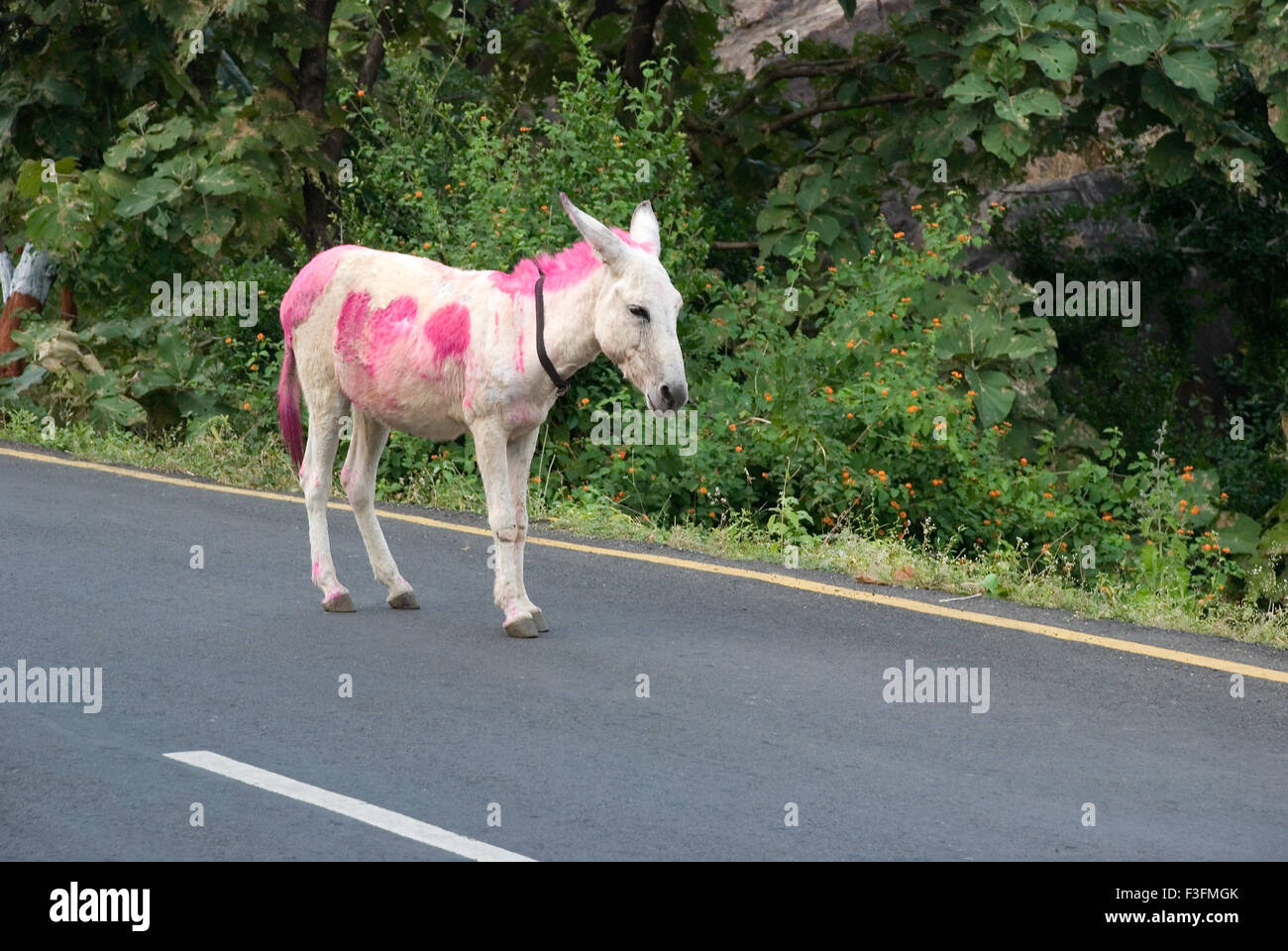 Donkey ; mode of transport to carry goods on hilly regions Champaner Pavagadh ; Panchmahals district ; Gujarat Stock Photo
