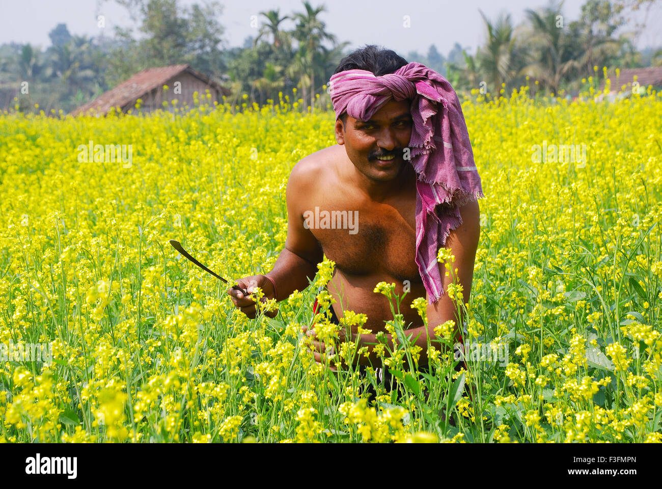Man harvesting muster seed in field Stock Photo