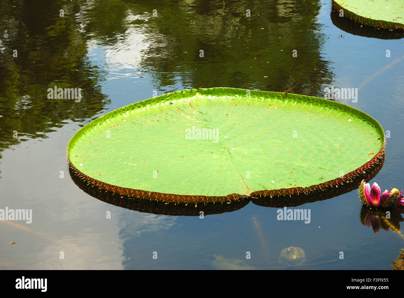 Largest lily leaf in botanical garden Stock Photo