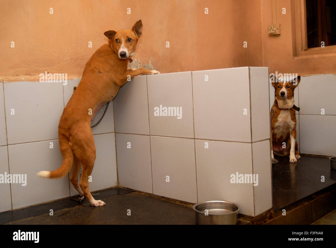 Dogs being treated at the Parel animal hospital ; Bombay now Mumbai ; Maharashtra ; India Stock Photo