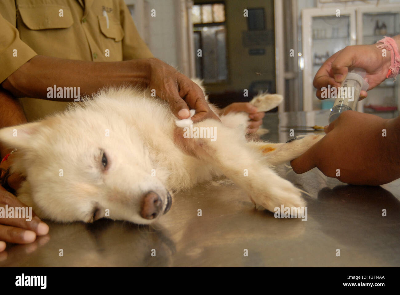 Sick dog at Parel animal hospital Bombay Mumbai Maharashtra India Stock  Photo - Alamy