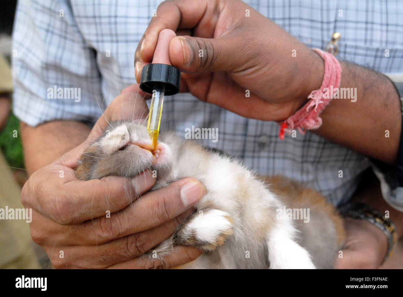 A rabbit being treated at the Parel animal hospital Bombay now