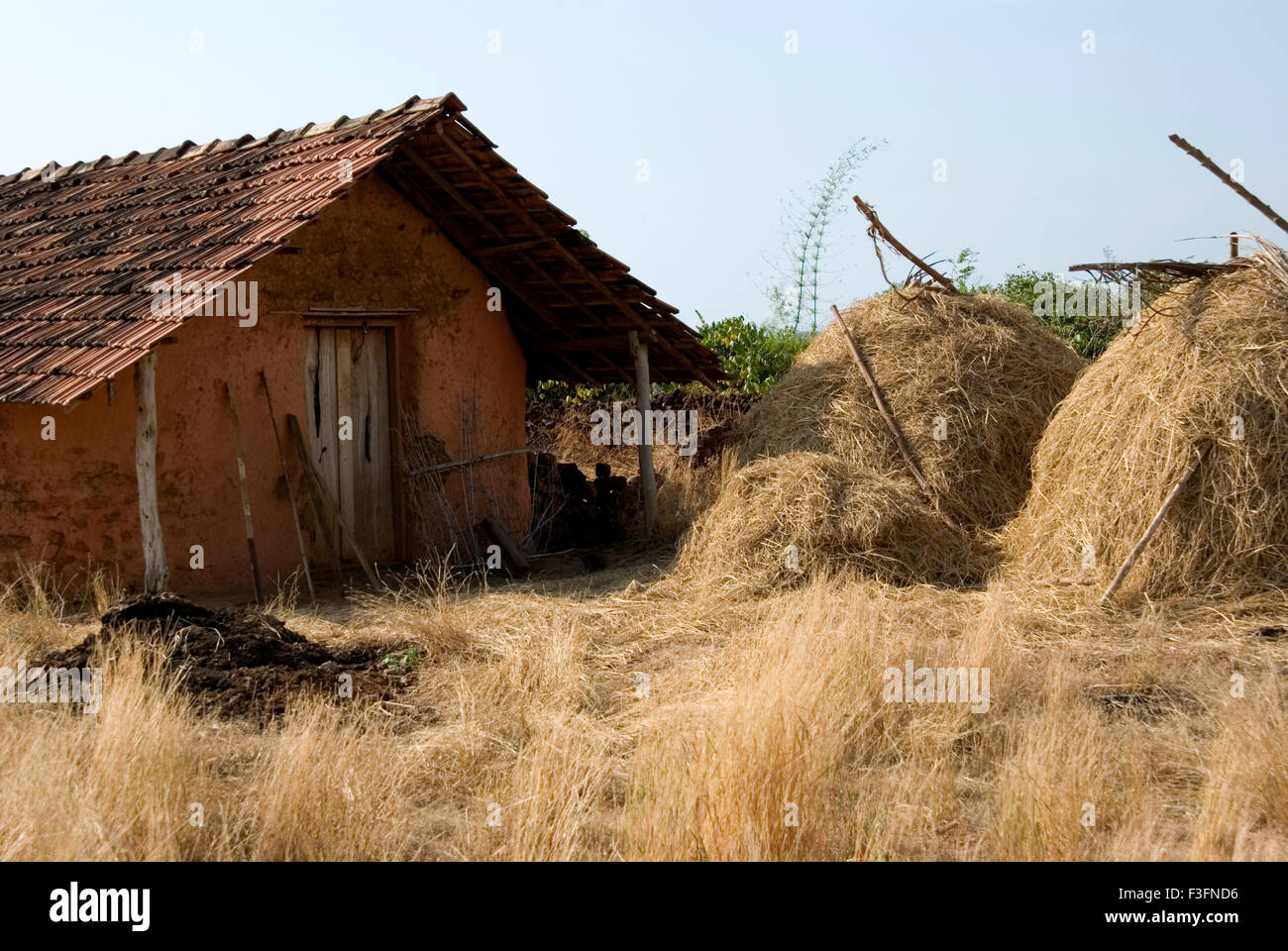 Farmhouse made of mud and stone with tiled roof after harvesting season ; Konkan ; Sindhudurg Maharashtra Stock Photo