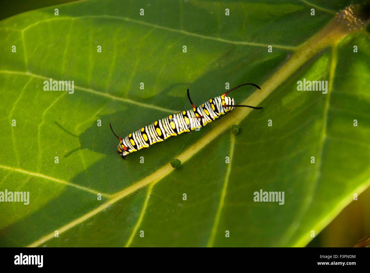 Insects ; Monarch Caterpillar with its distinctive stripes to warn off Predators ; Caterpillar of Monarch butterfly Stock Photo