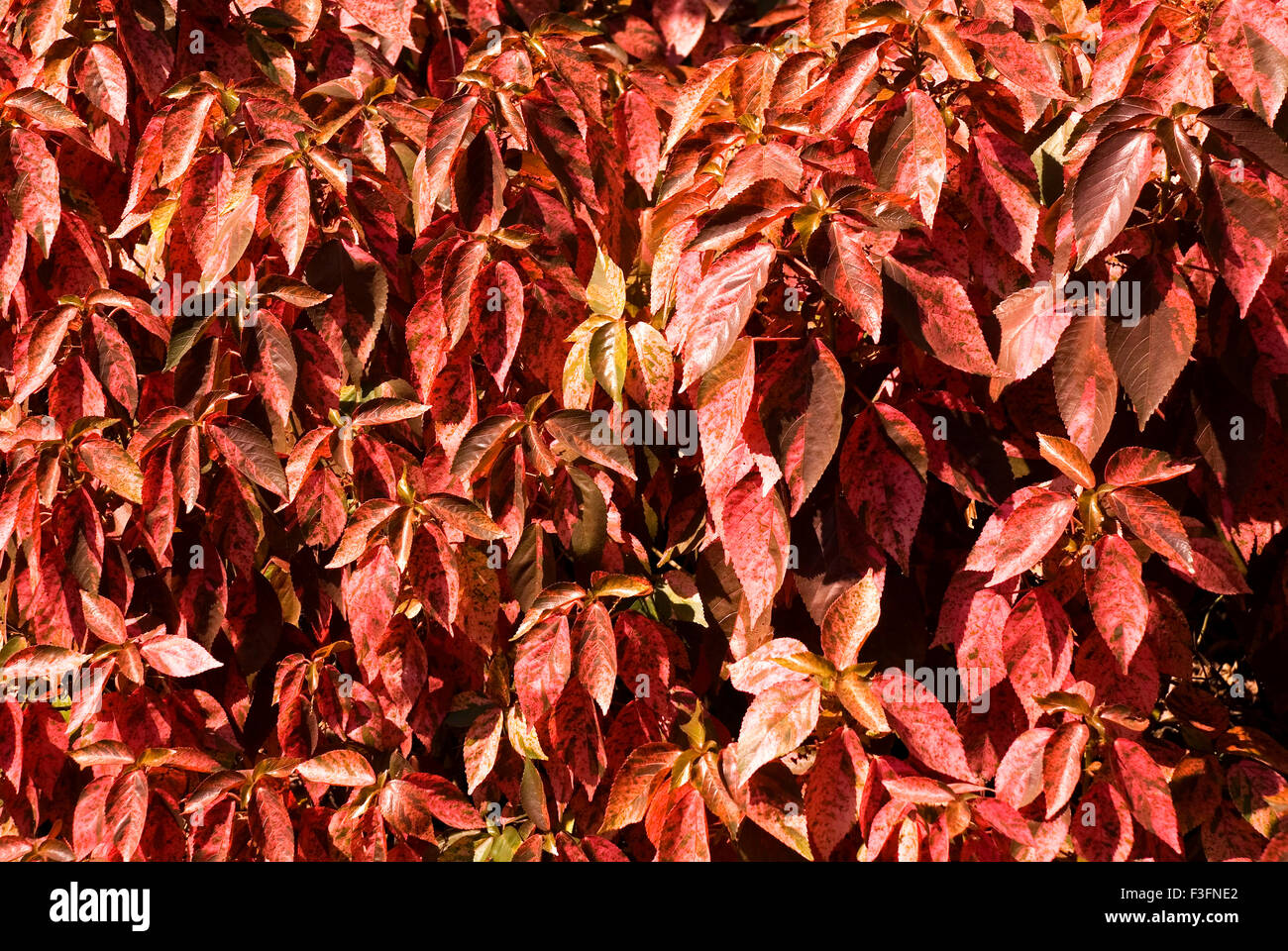 Red leaves ; a decorative plant ; Sayajirao Gaikwad Baug ; Baroda city ; Gujarat State ; India ; Asia Stock Photo