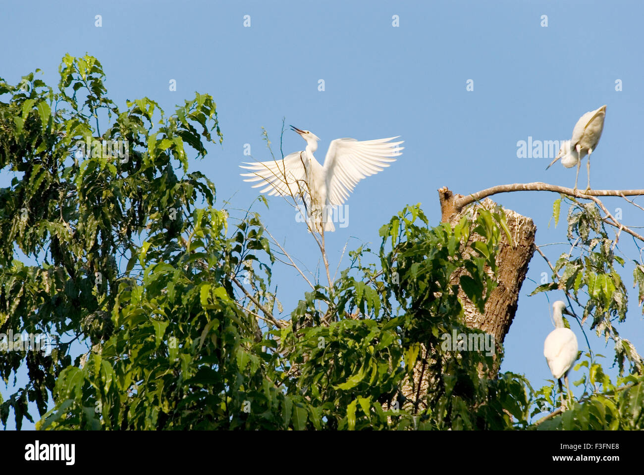 Birds ; Median or Smaller Egret (Egretta Intermedia) perching on a tree ; Sayajirao Gaikwad Baug ; Baroda City ; Gujarat Stock Photo