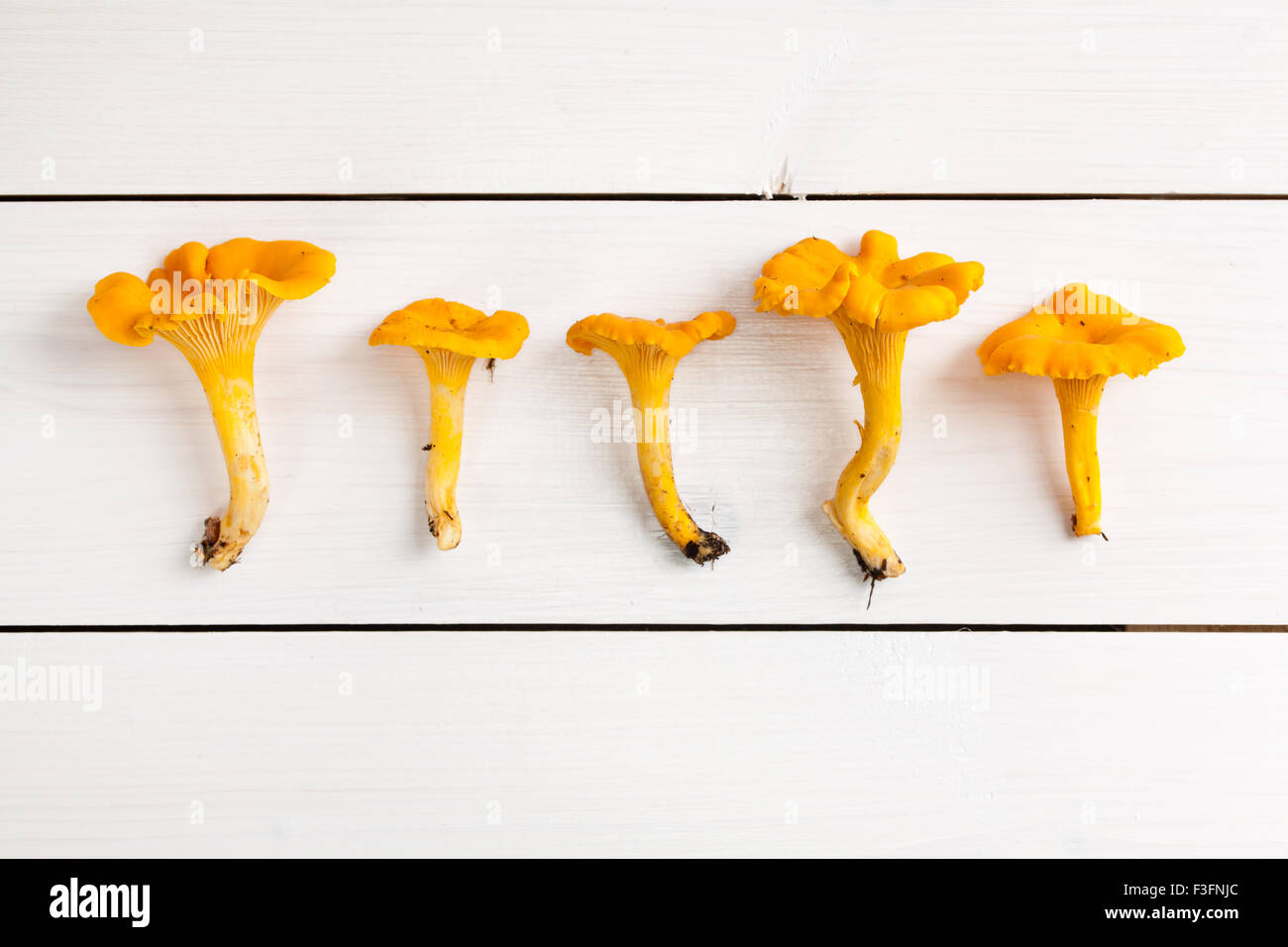five chanterelle in a row on white wooden background Stock Photo