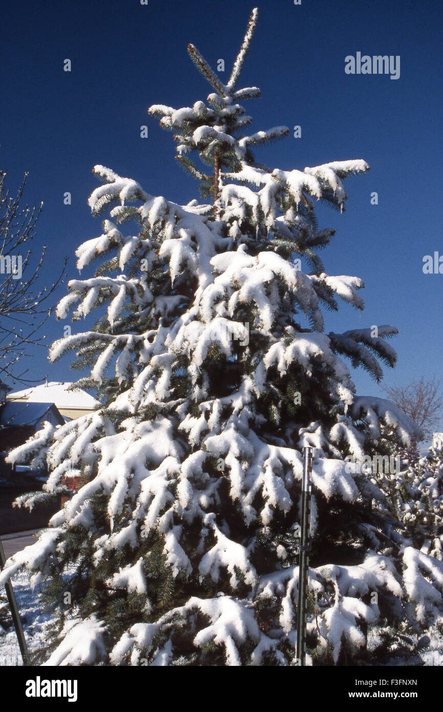 Snow on trees, Denver, Colorado, USA, United States of America, US, United States, America, American Stock Photo