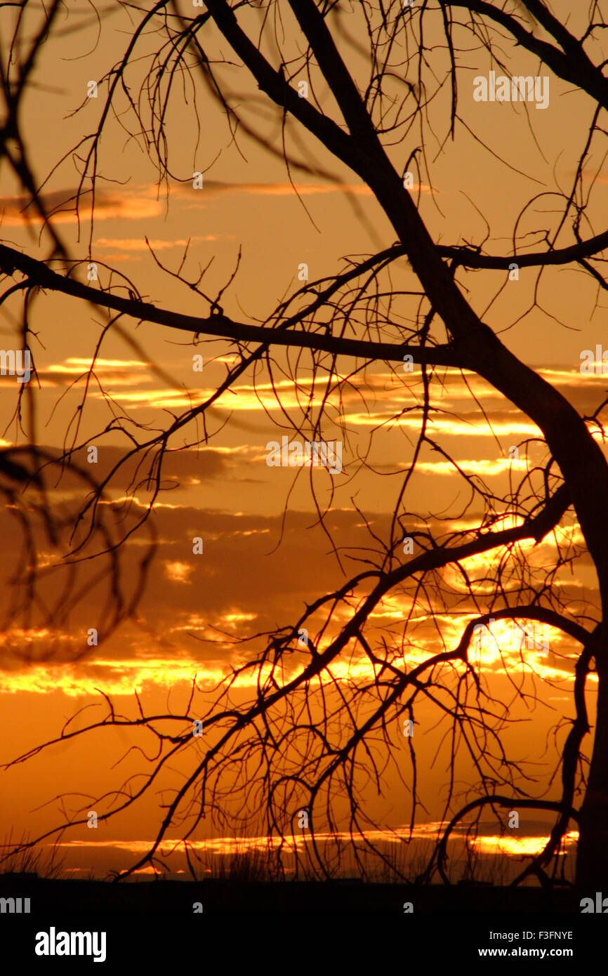 Silhouette trees in morning Stock Photo - Alamy