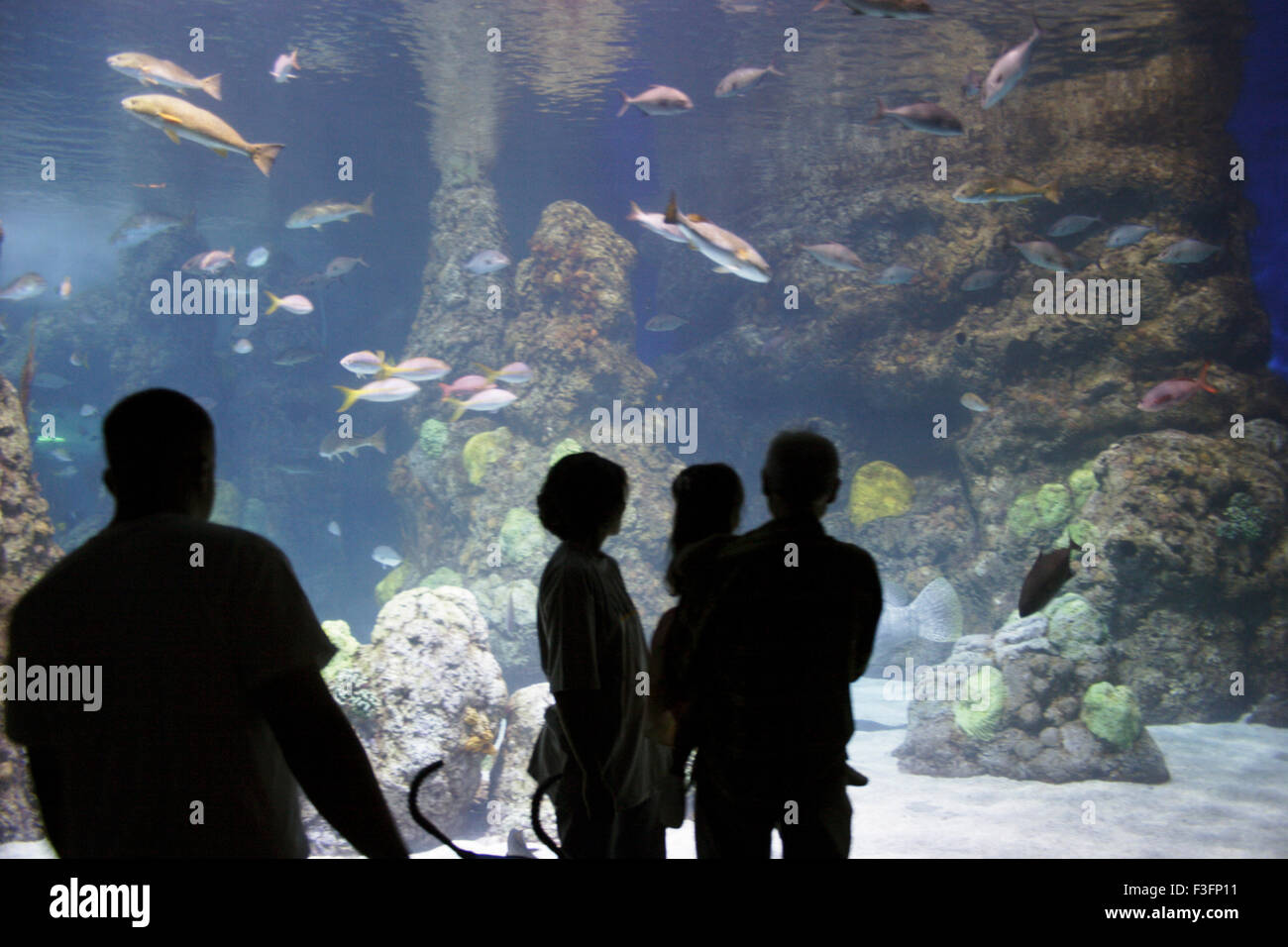 Many people looking at fishes in aquarium ; Denver ; U.S.A. United States of America Stock Photo